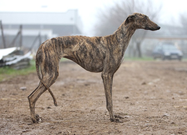 Galgo