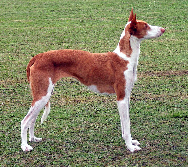 Podenco z ibizy 645