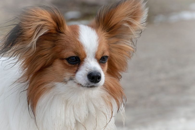 papillon spanish dogs 810x540