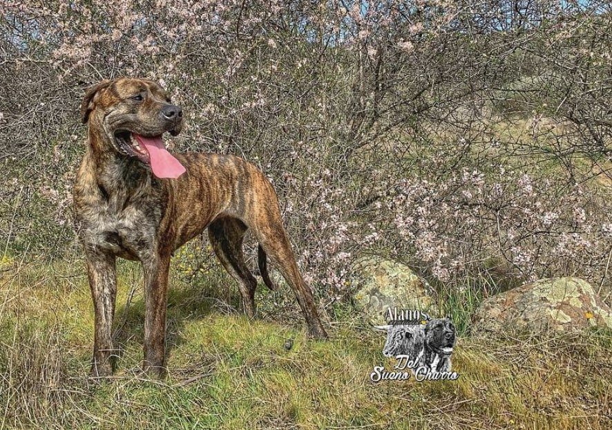 spanish alano dog