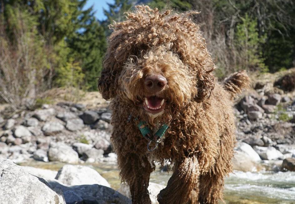 spanish water dog